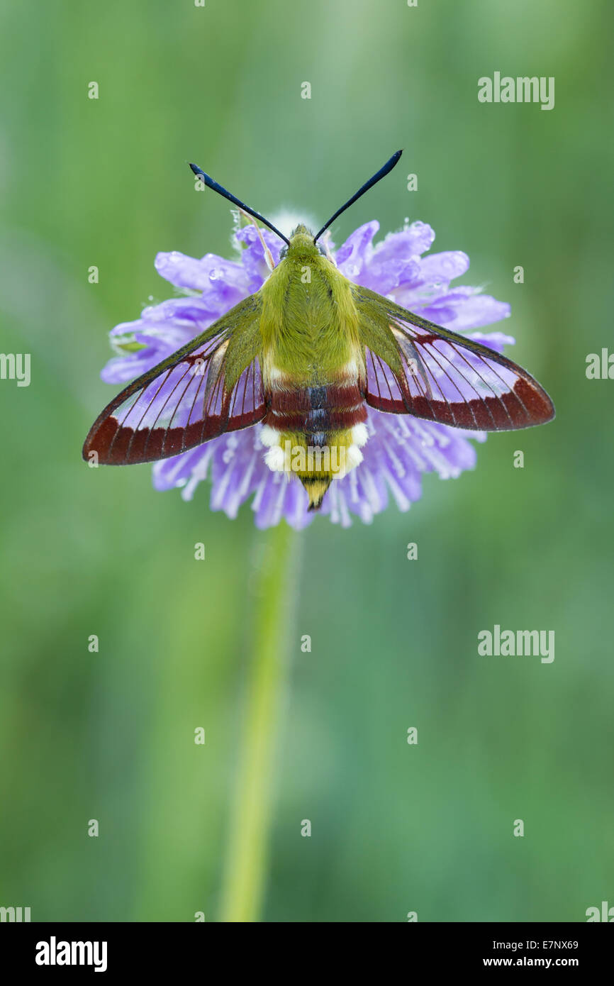 Animal, Insekt, Polilla, Polilla Halcón, Hemaris fuciformis amplio bordeado Bee Hawk-moth, Sphingidae, Suiza Foto de stock