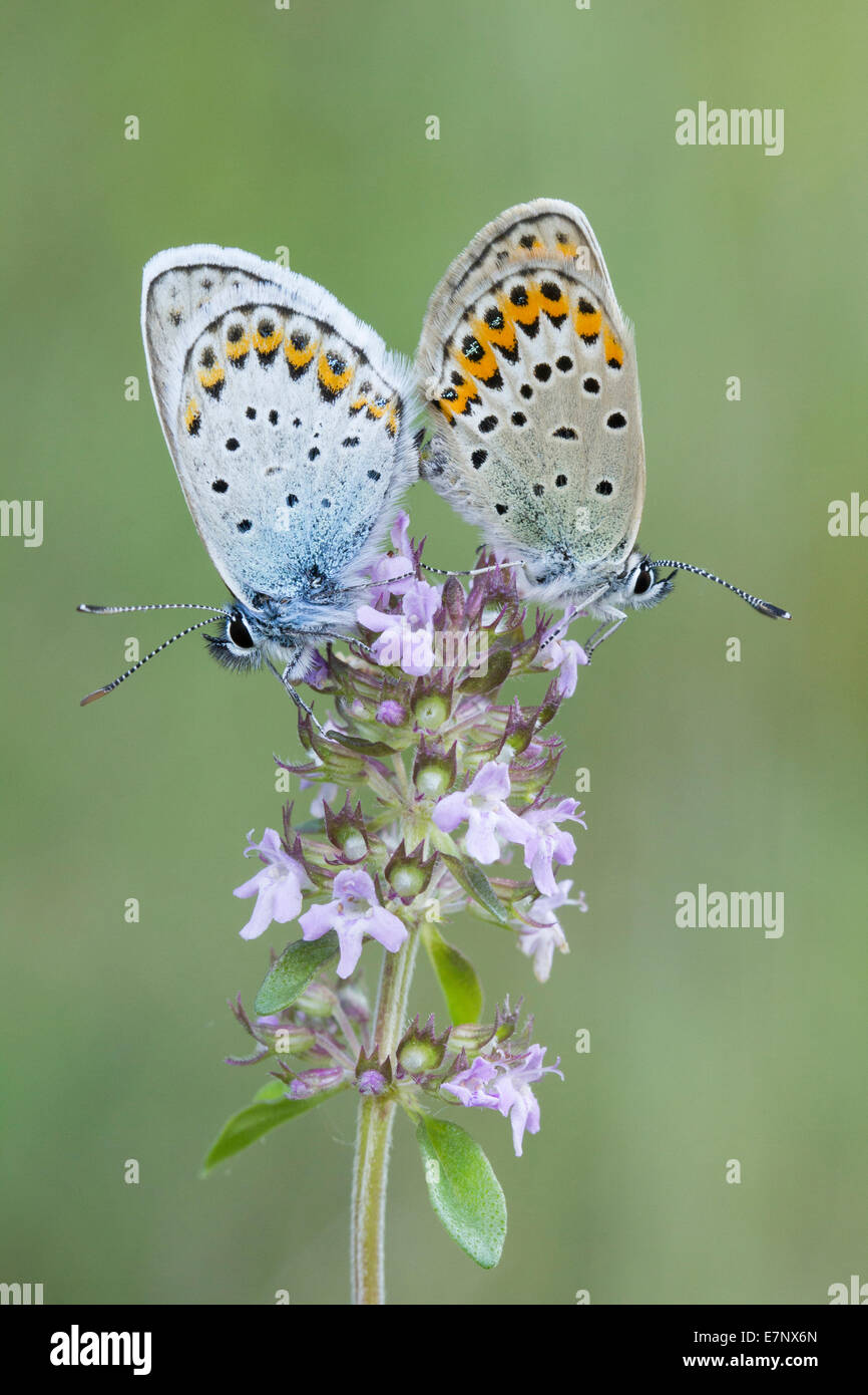 Animales, insectos, mariposas azules, Lycaenidae, Lepidoptera, Plebeius idas, Suiza Foto de stock