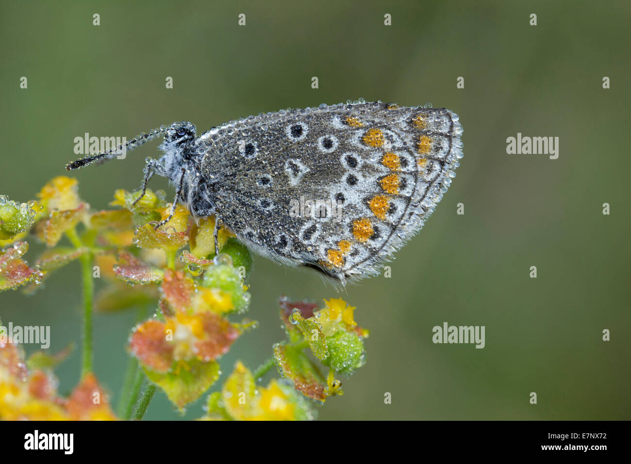 Animales, insectos, mariposas azules, Polyommatus icarus, Común Azul, Lepidoptera, Suiza Foto de stock