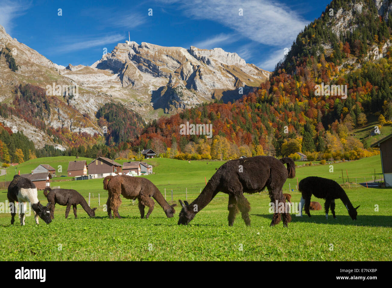 Toggenburg, llamas, lama, Unterwasser, Toggenburg, Alpstein, Säntis, montaña, montañas, otoño, SG, en el cantón de San Gallen, Alpstein Foto de stock