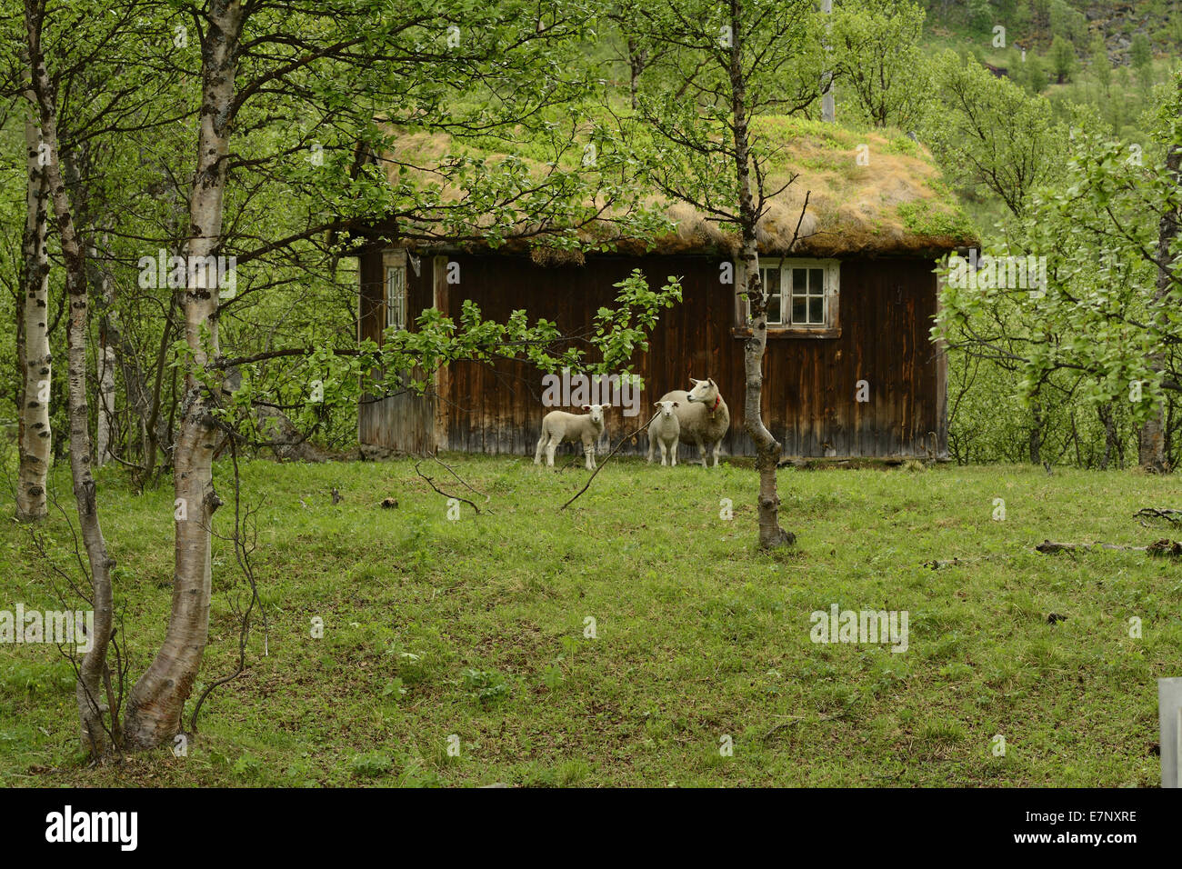 Ovejas, corderos, cottage, Skarvallen, Oppdal Kommune, Sor-Trondelag, Noruega, Europa Foto de stock