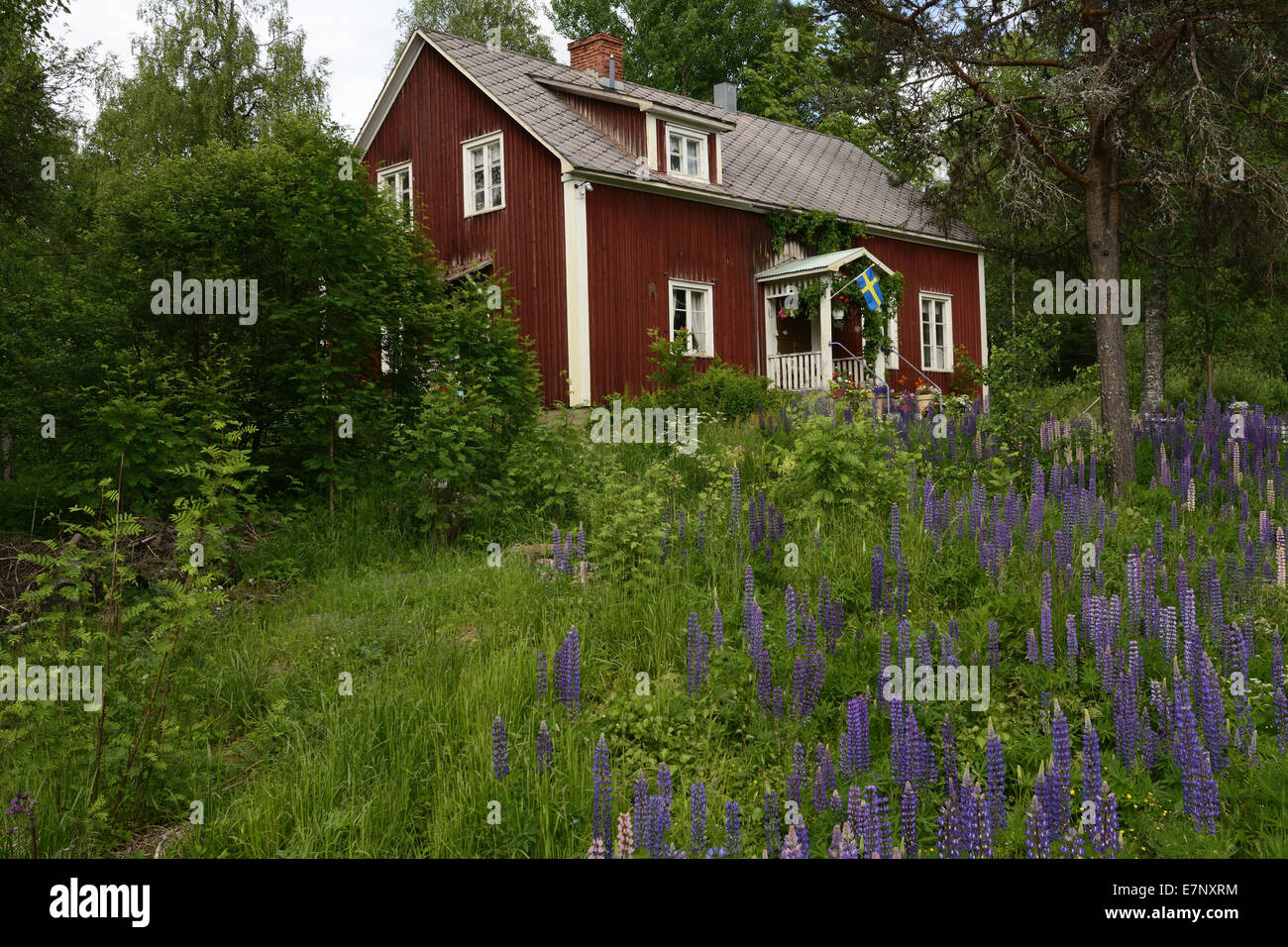 Típica casa, casa Roja, jardín, altramuces, Mängen, Wärmland, Värmlands Län, Noruega, Europa Foto de stock
