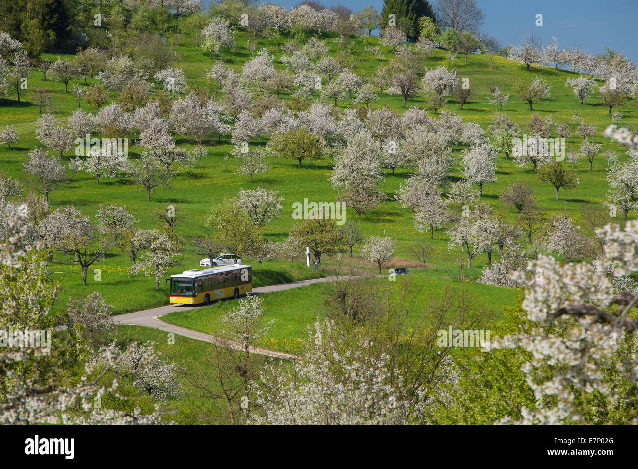 Postbus, cerezos, San Pantaleón, Basilea Tierra, primavera, pueblo, árbol, árboles, agricultura, cantón Solothurn, Suiza, E Foto de stock