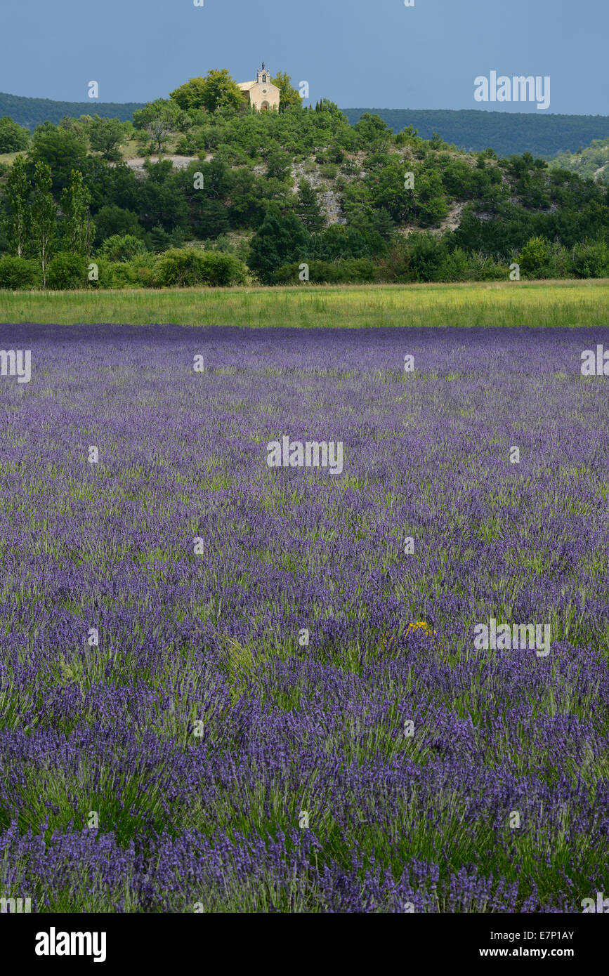 Europa Francia, Provenza, Alpes-de-Haute-Provence, capilla, paisaje, lavanda, campo, Bloom, flor Foto de stock