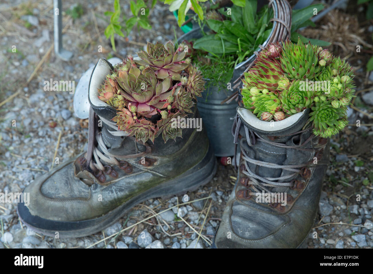 Zapatos, zapatos de viaje, sendero, caminatas, flor, flores, Suiza, Europa, Foto de stock