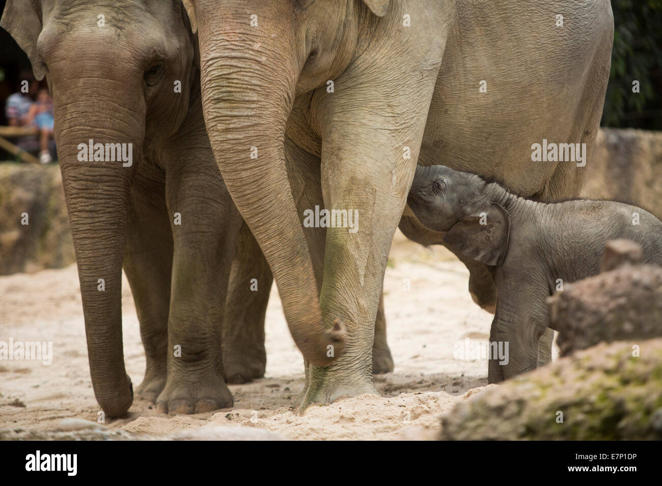 Los animales, los elefantes, los jóvenes, el elefante, el Zoológico de Zurich, animales, el cantón de Zurich, zoológico, Suiza, Europa, Foto de stock