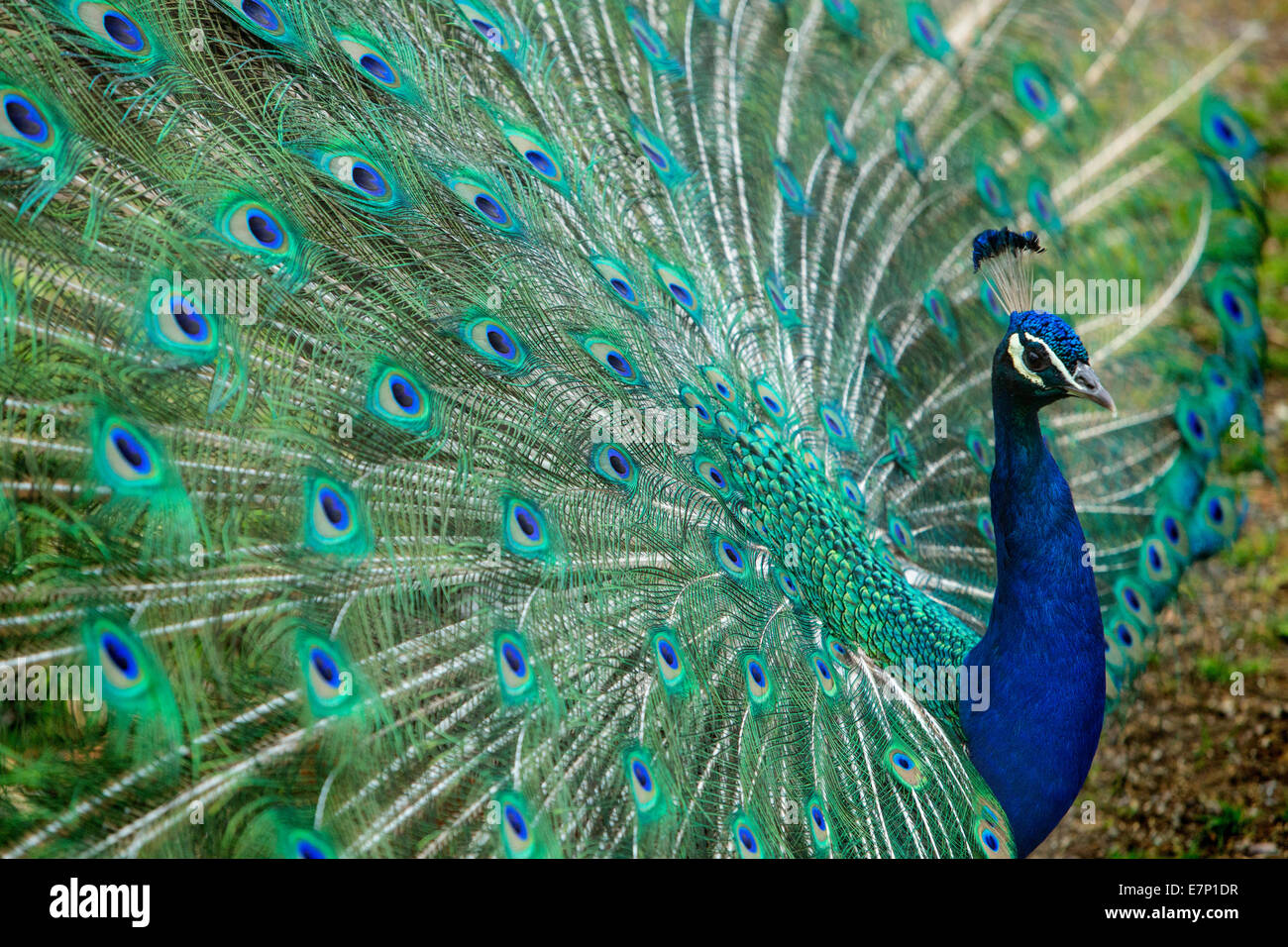 Animales, Peacock, el Zoológico de Zurich, animales, zoo, Zurich, Suiza, Europa Foto de stock