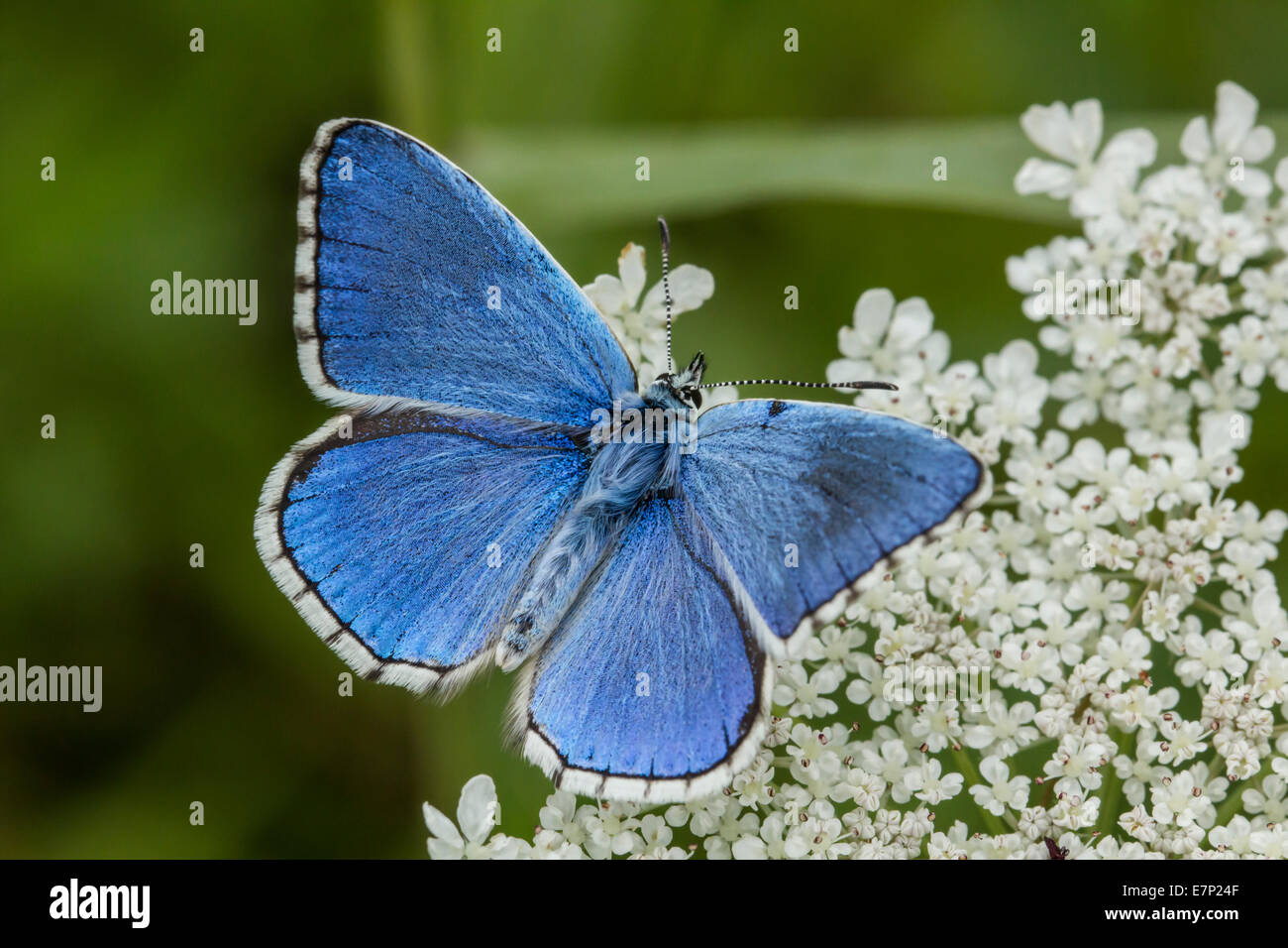 Animales, insectos, mariposas, Lepidoptera, Arthropoda, Azul, Polyommatus bellargus, Flor, Adonis azul, blanco Foto de stock
