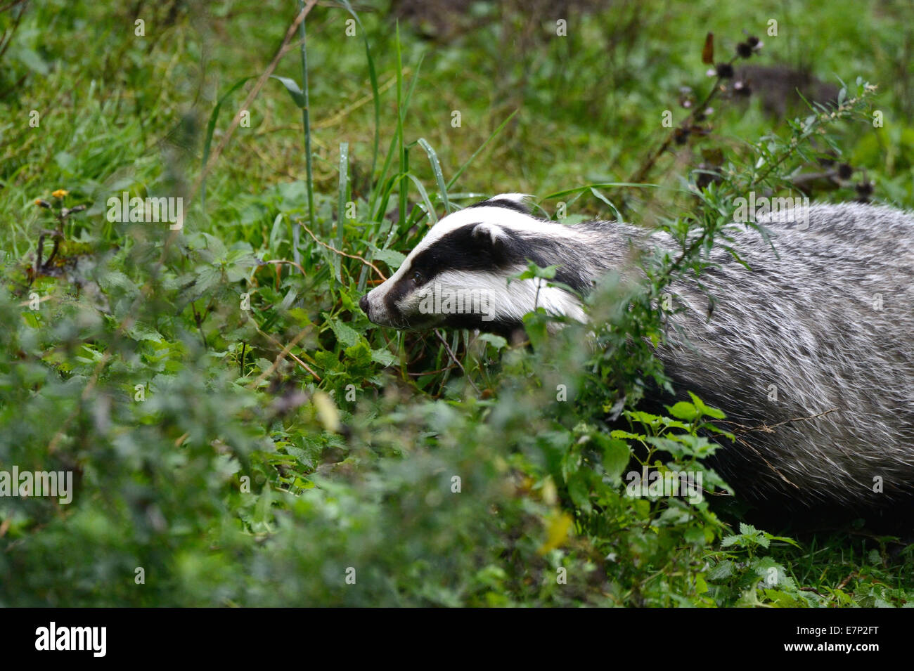 Badger, Meles meles, cánidos, depredadores, Martens, Mustelidae, gran depredador, la garduña, el tejón europeo, animal, Alemania Foto de stock