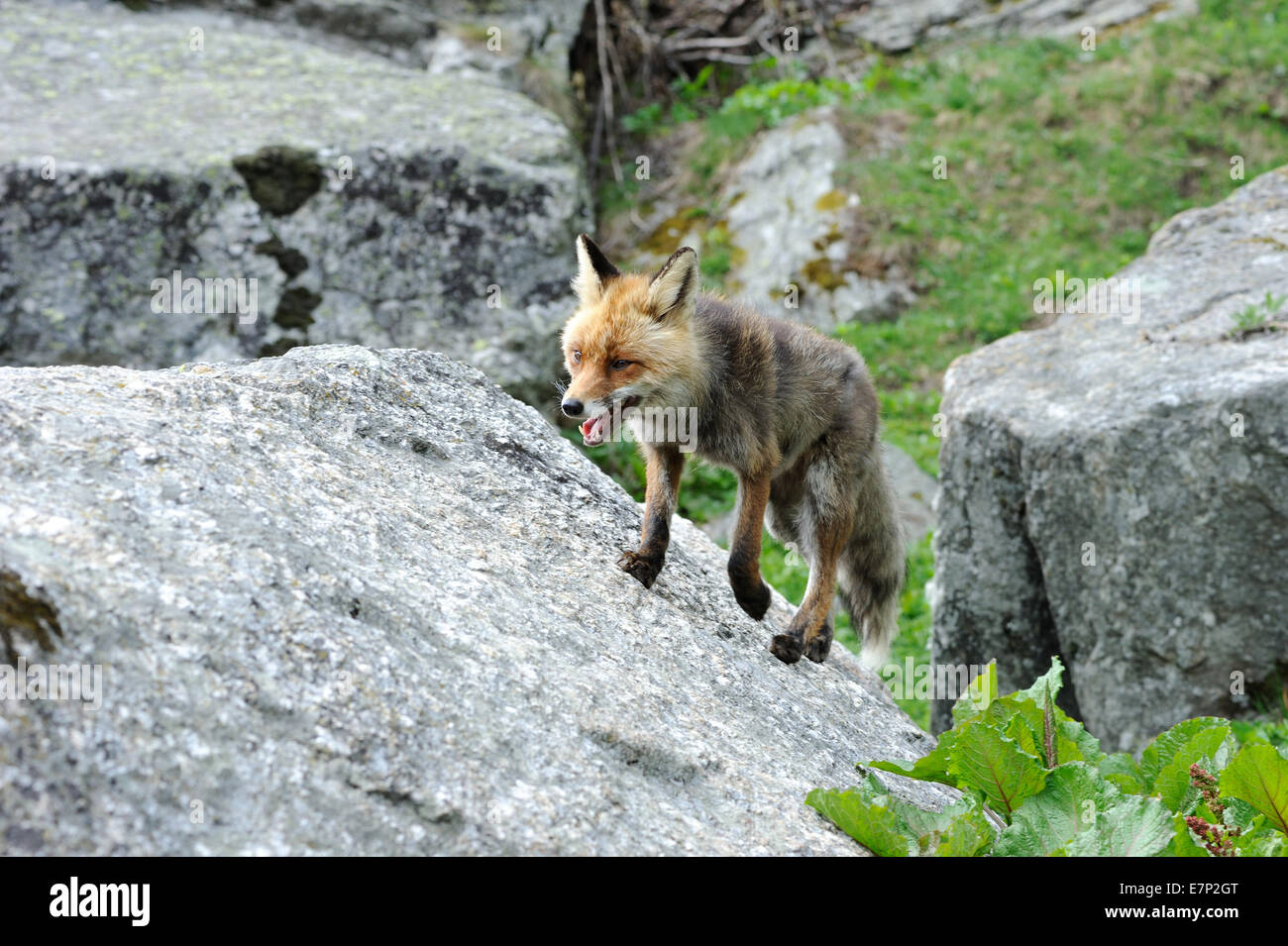 Red Fox, Fox, depredador, cánidos, socarrones, Unión del zorro, Vulpes vulpes, zorros, animal, animales salvajes, animales, Alemania Foto de stock