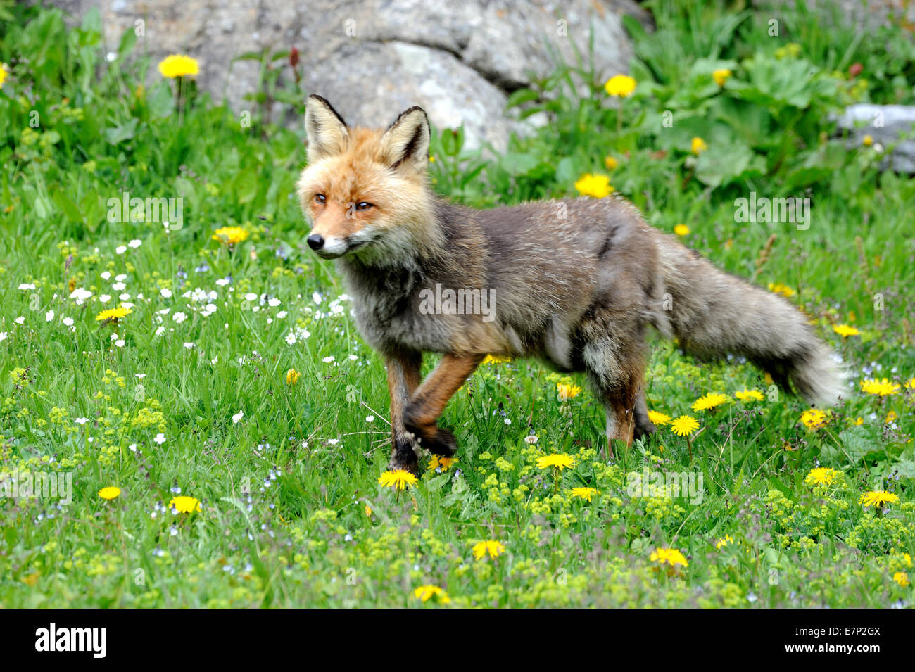 Red Fox, Fox, depredador, cánidos, socarrones, Unión del zorro, Vulpes vulpes, zorros, animal, animales salvajes, animales, Alemania Foto de stock