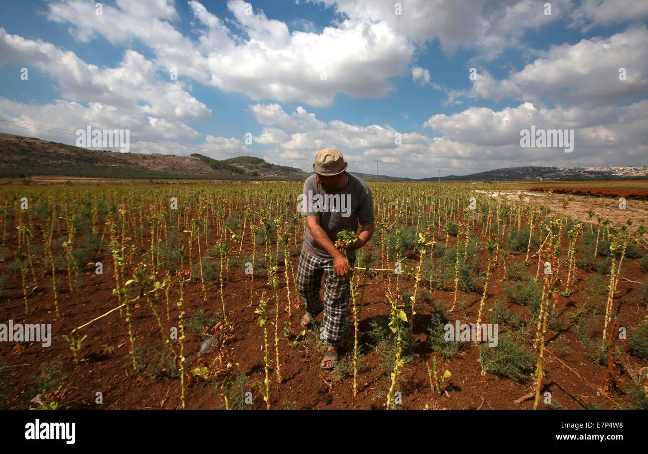 Cosechando tabaco fotografías e imágenes de alta resolución - Alamy