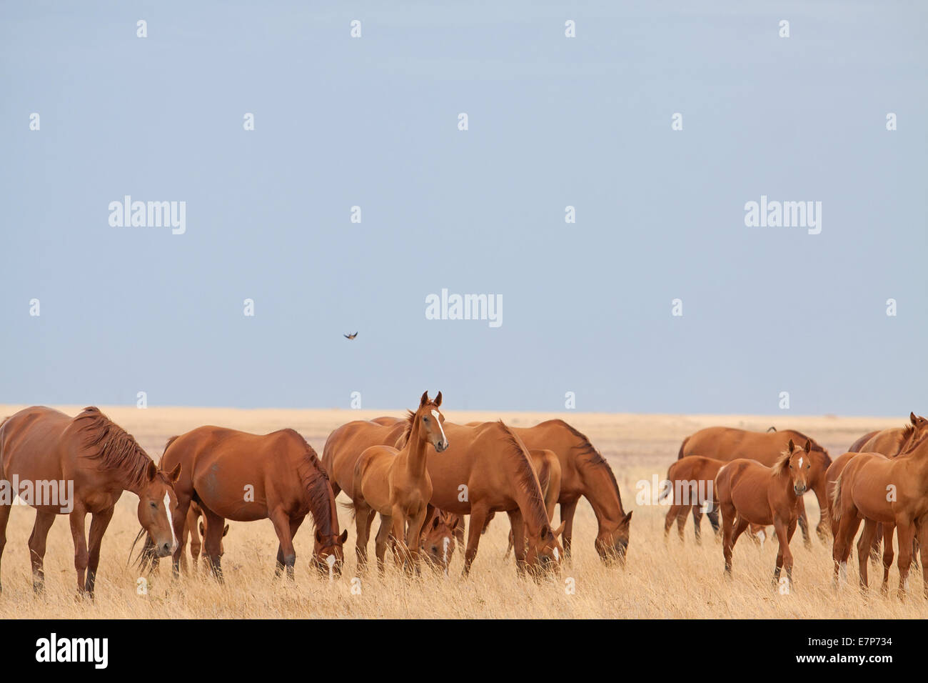 Manada de caballos Don ruso en la estepa Foto de stock