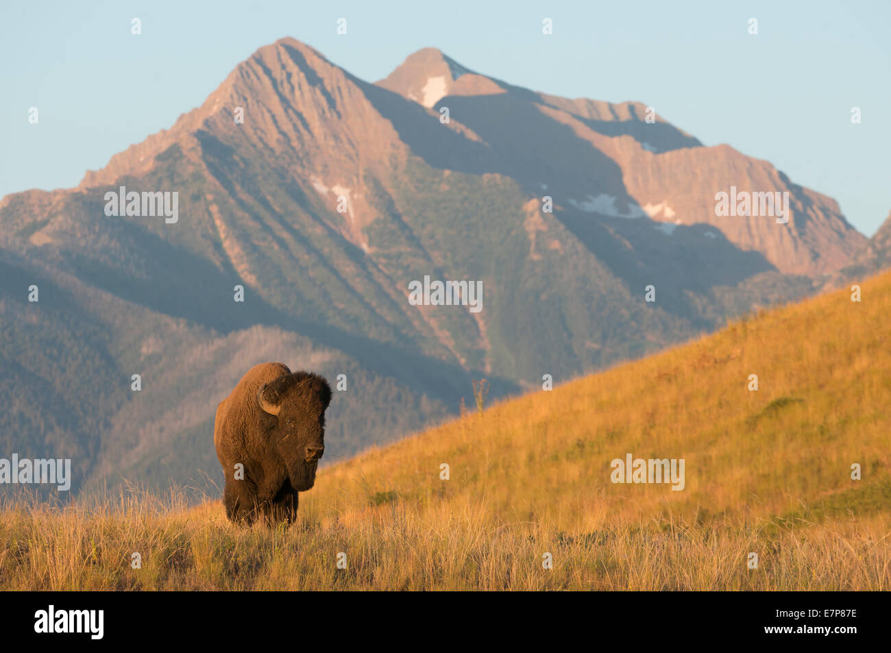 Un toro de bisontes (Bison bison) delante de la Misión Nacional de Sierra, rango de bisonte, Montana Foto de stock