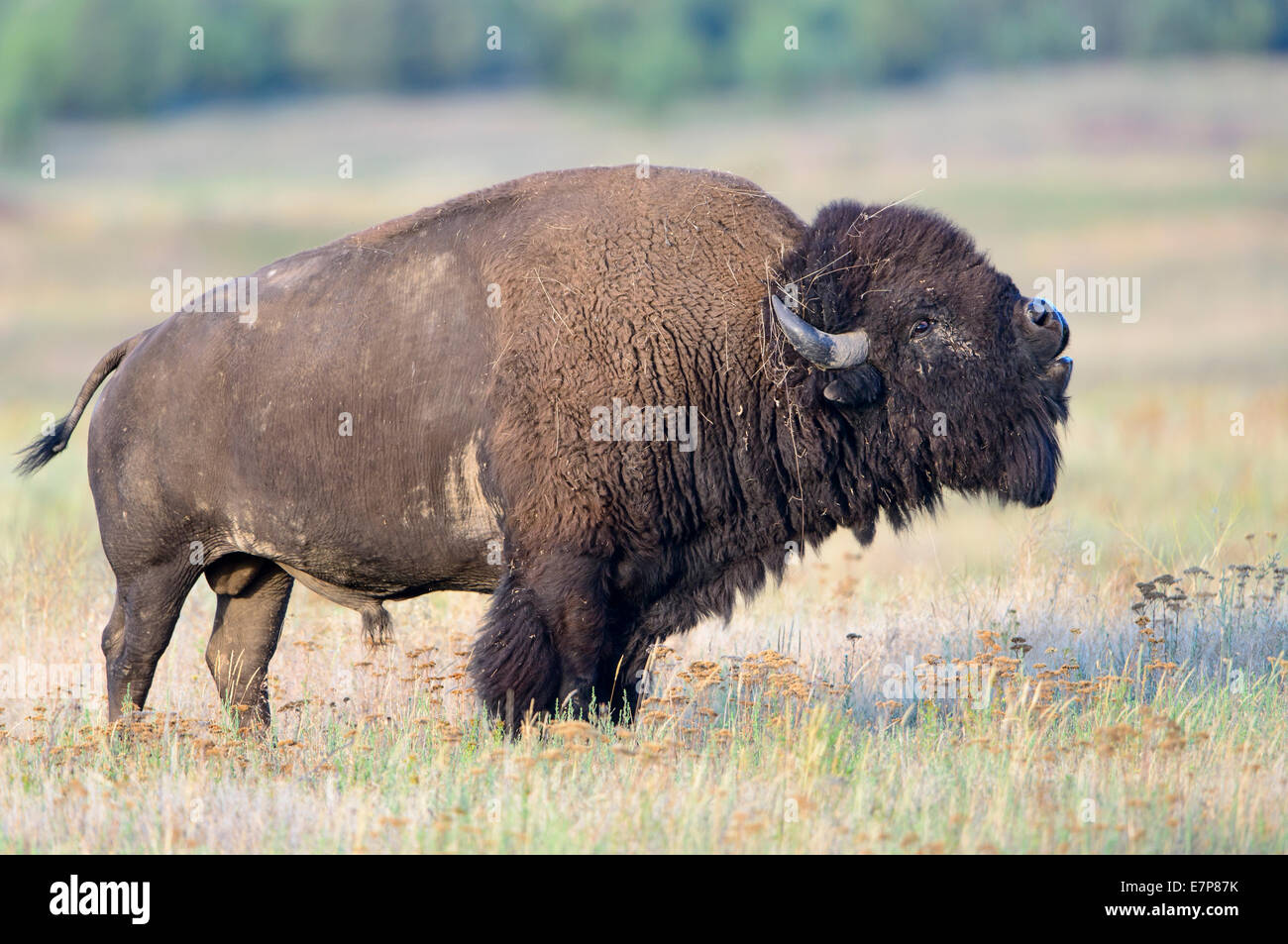 Un toro de bisontes (Bison bison) realiza un labio de rizo para el olor de las vacas en celo durante el mediados de verano rodera, Bisontes rango nacional Foto de stock