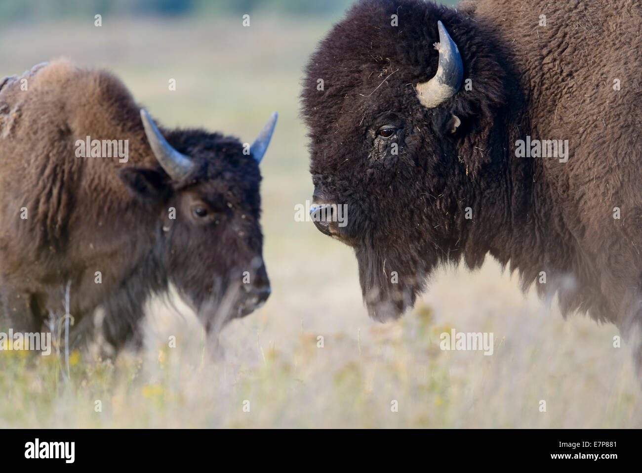 Un toro de bisontes (Bison bison) mantiene una estrecha vigilancia en las cercanías de las vaca durante la temporada de apareamiento, Bisontes rango nacional, Montana Foto de stock