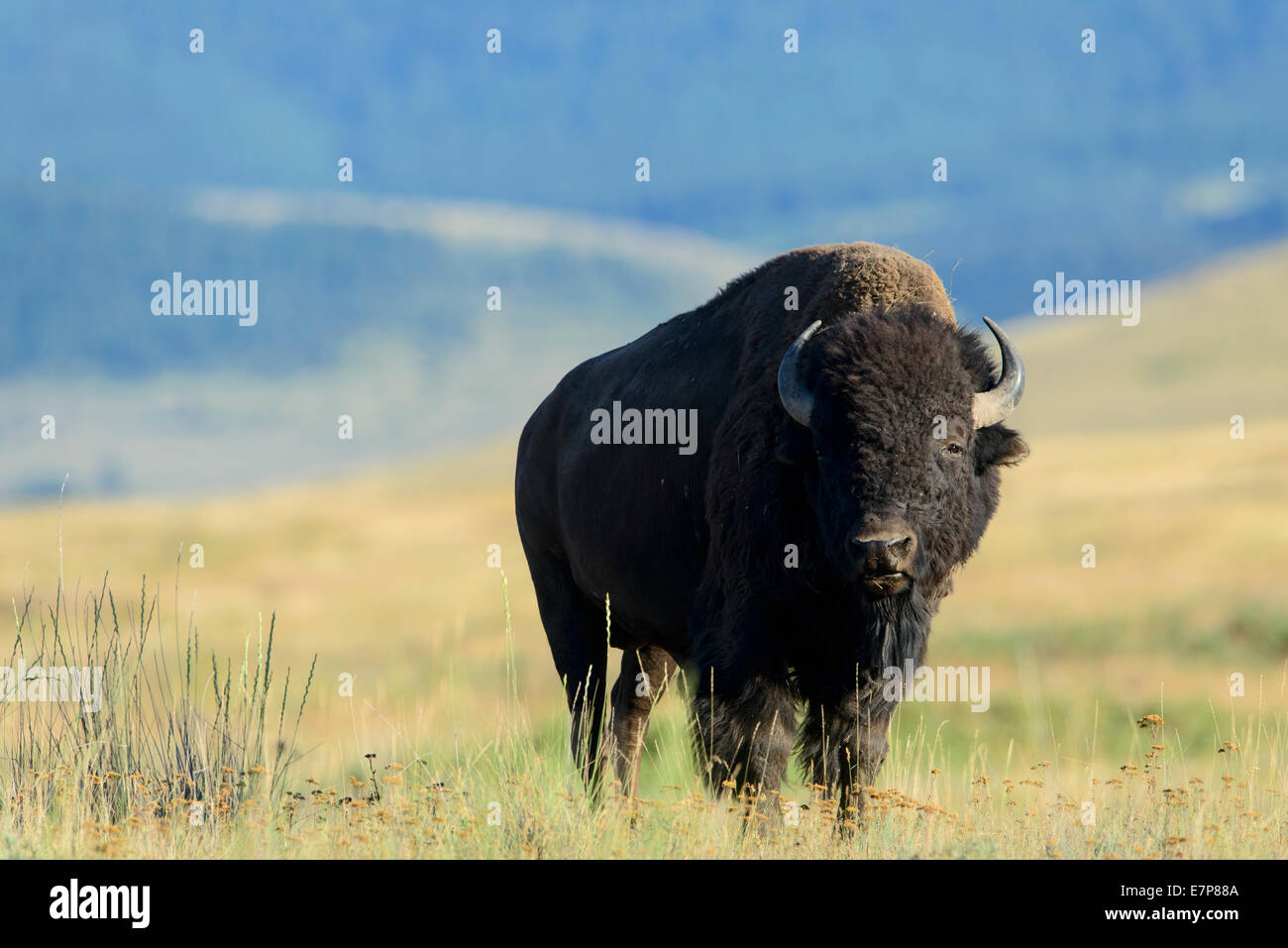 Bull el bisonte (Bison bison), National Bison Range, Montana Foto de stock