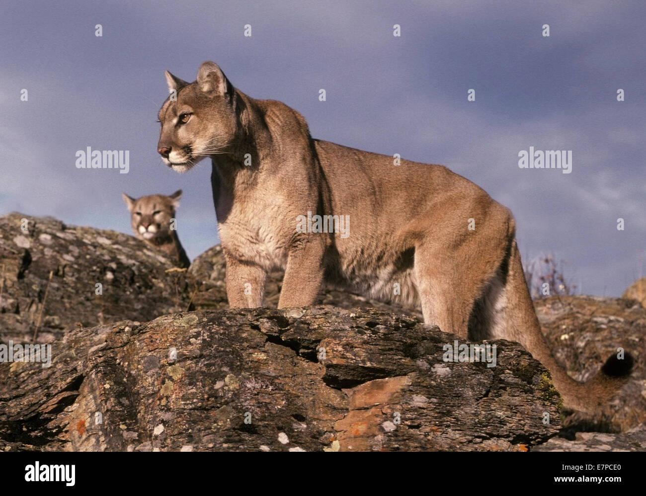 El león de montaña (Felis concolor) Puma o Puma. Los Leones de montaña son generalmente animales solitarios que se las primeras horas de la mañana o Fotografía de stock -