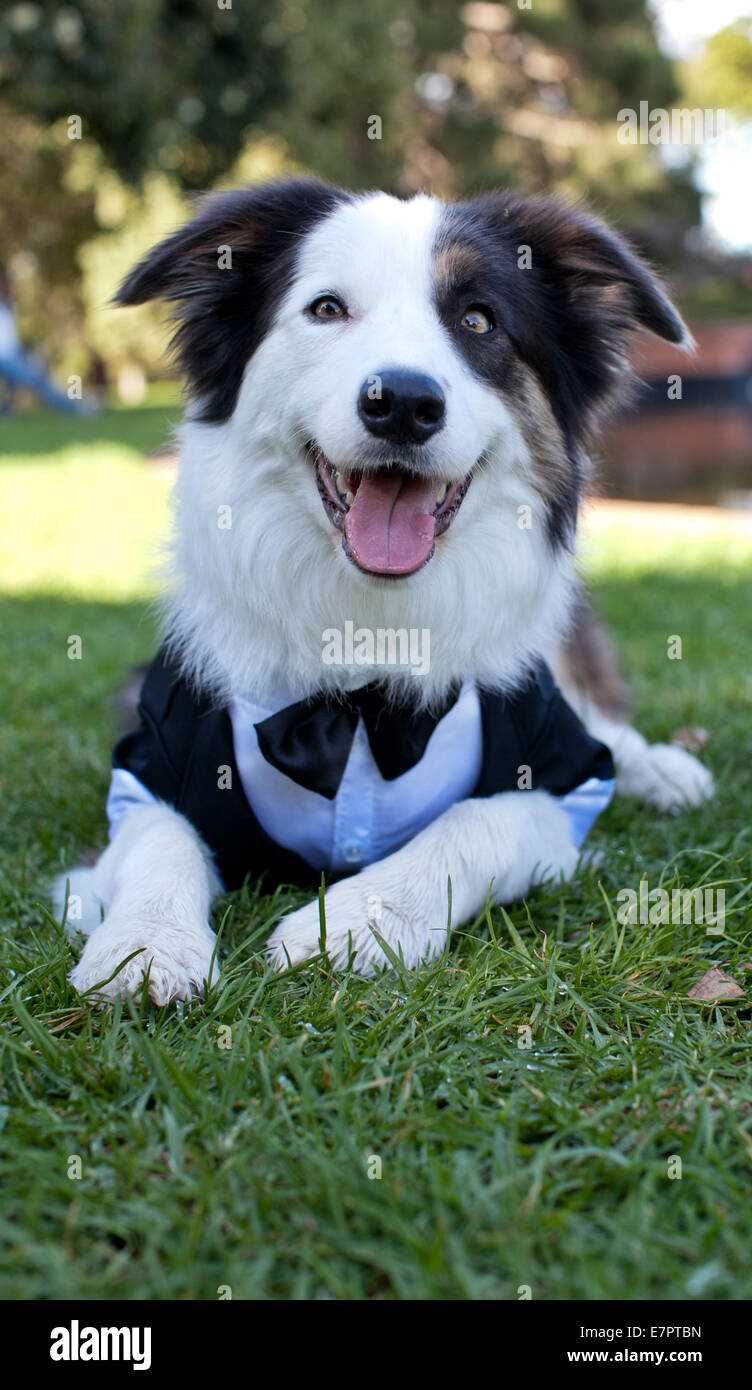 Border Collie vistiendo un esmoquin Foto de stock