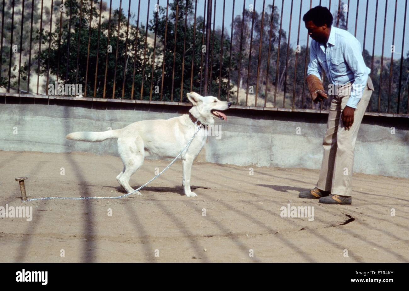 Perro blanco Año : 1982 EE UU Director: Samuel Fuller Paul Winfield  Fotografía de stock - Alamy