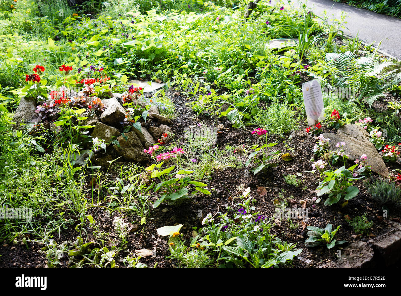 Pequeña comunidad jardín lleno con la donación de plantas en un espacio público de residuos en el REINO UNIDO Foto de stock