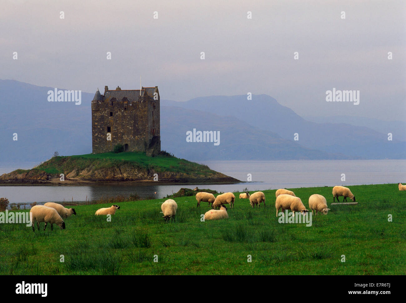 Castillo de Stalker en Argyllshire cerca de Glencoe en Loch Linnhe a lo largo de la costa oeste de Escocia. Foto de stock