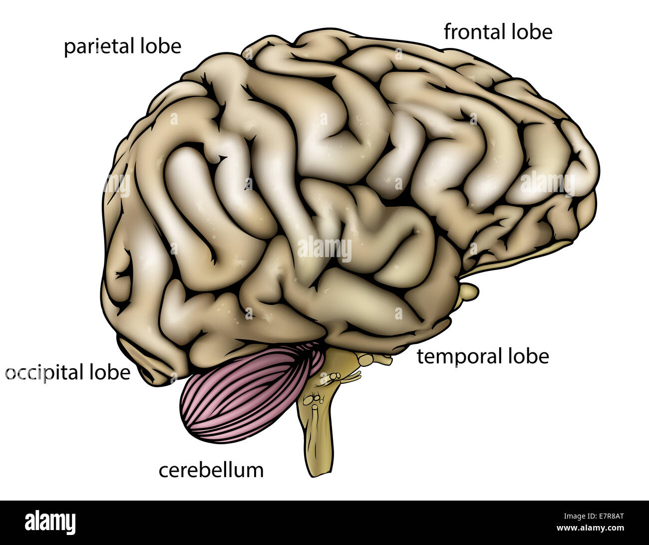Anatomía de una imagen o un diagrama de un cerebro humano anatómicamente correcta desde el lado con las diferentes secciones etiquetadas Foto de stock