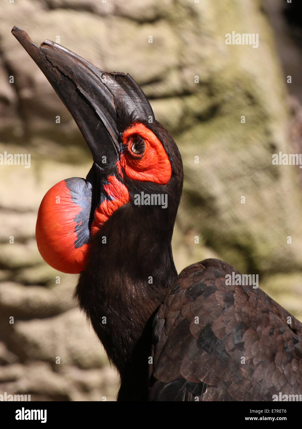 Macho maduro tierra austral (Bucorvus leadbeateri bucero, antiguamente B. Cafer) cerca de la cabeza y la bolsa de inflado Foto de stock