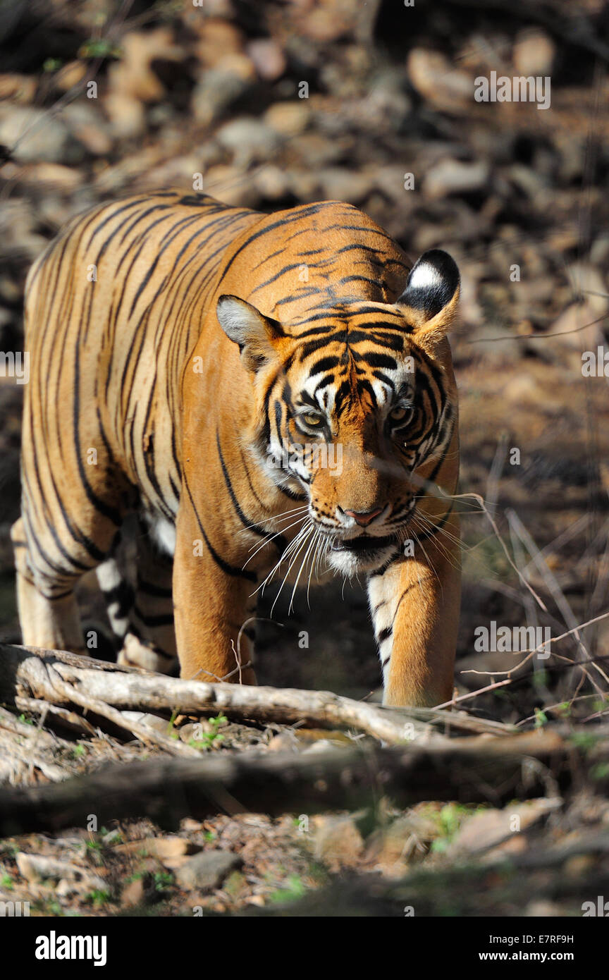 Tigre de Bengala Panthera tigris tigris, Felidae, Parque Nacional Rathambore Rajsthan, India, Asia Foto de stock