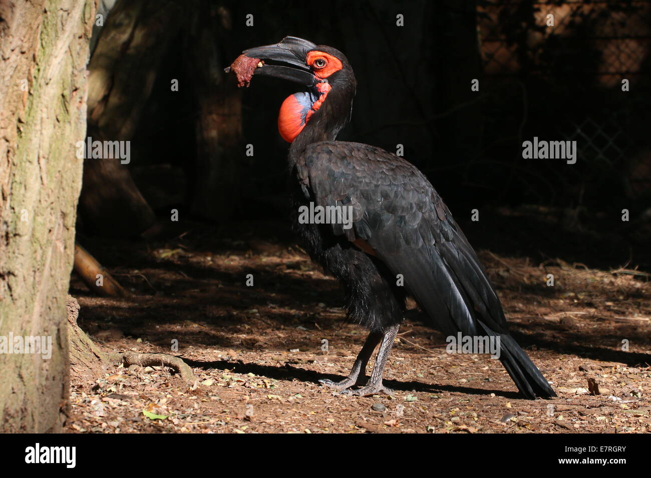 Tierra del Sur (Bucorvus leadbeateri bucero, antiguamente B. Cafer) alimentación en rojo la carne jugosa. Foto de stock
