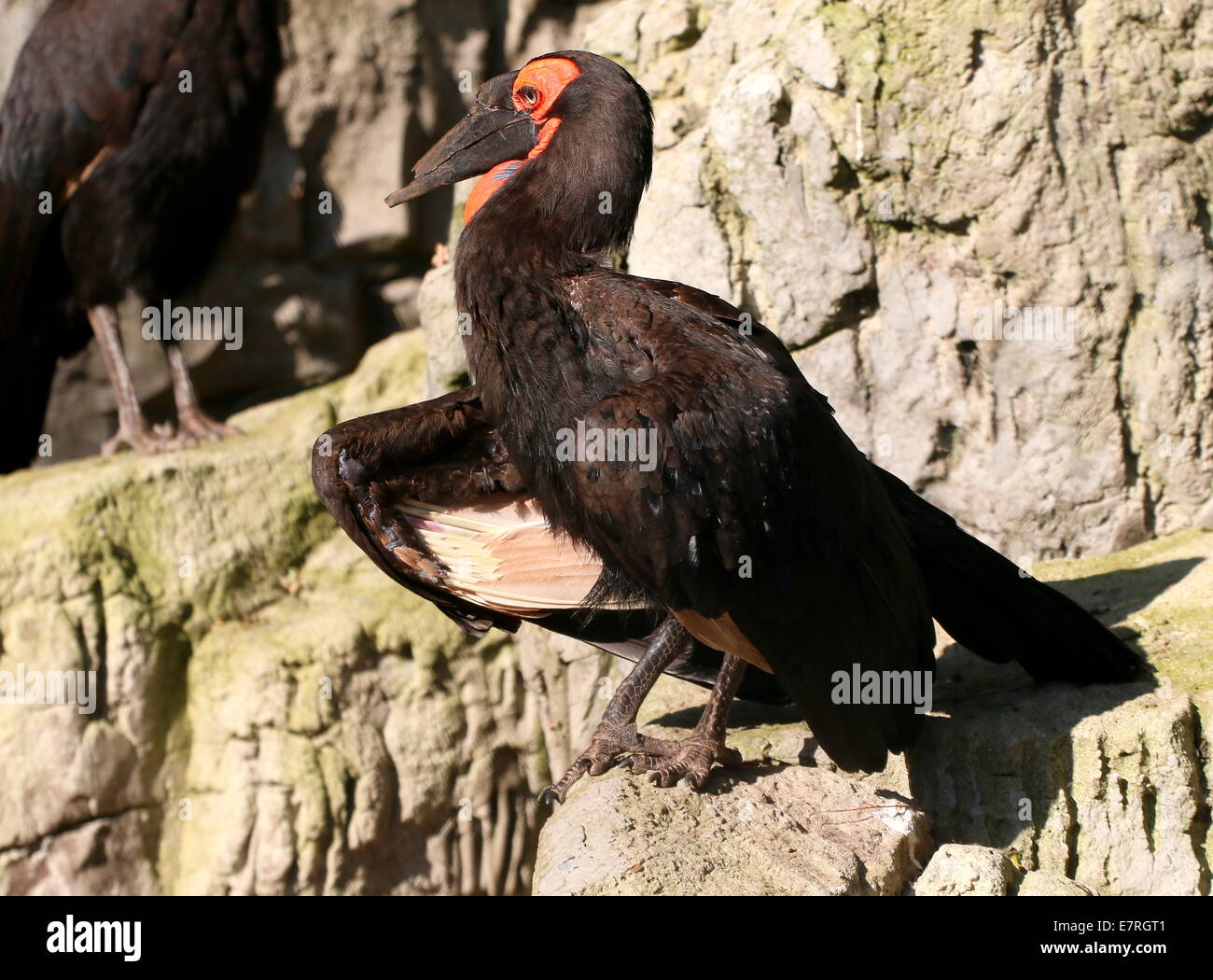 Tierra del Sur (Bucorvus leadbeateri bucero, antiguamente B. Cafer) flexionando sus alas Foto de stock