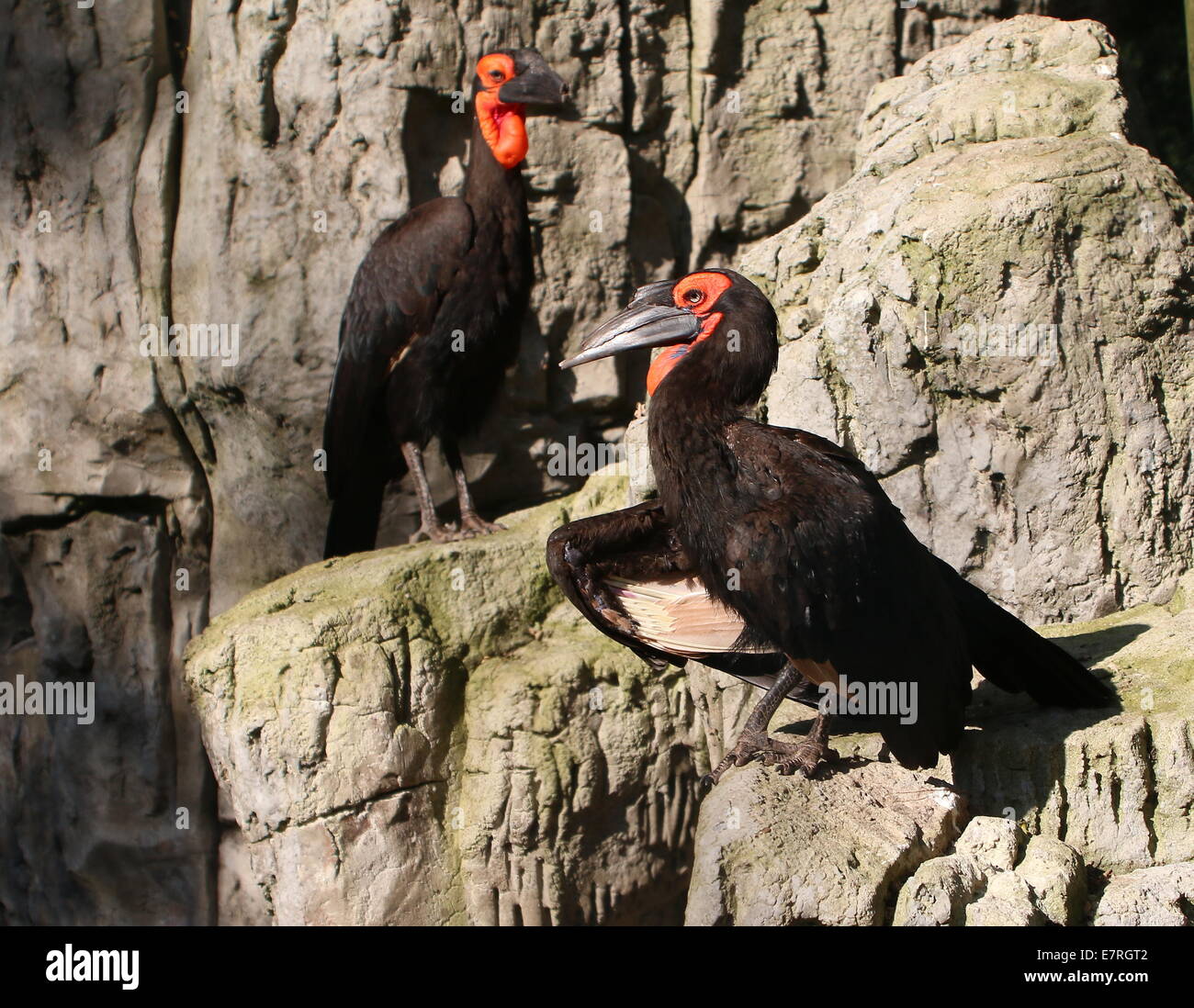 Dos tierra meridional hornbills (Bucorvus leadbeateri, antiguamente B. Cafer) posando en las rocas en el zoo Ouwehands Rhenen Holanda Foto de stock
