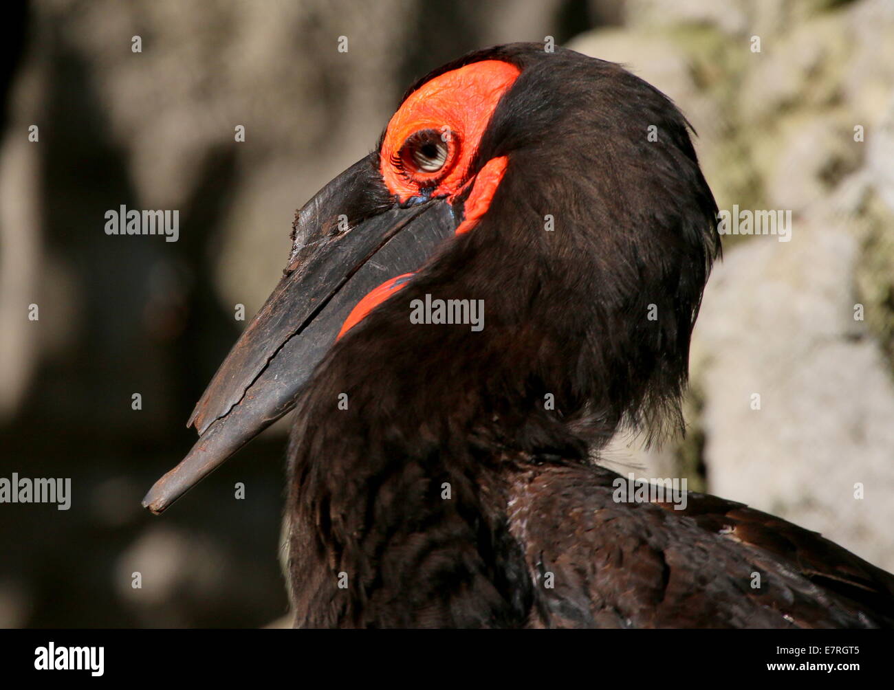 Tierra del Sur (Bucorvus leadbeateri bucero, antiguamente B. Cafer) cerca de la cabeza Foto de stock
