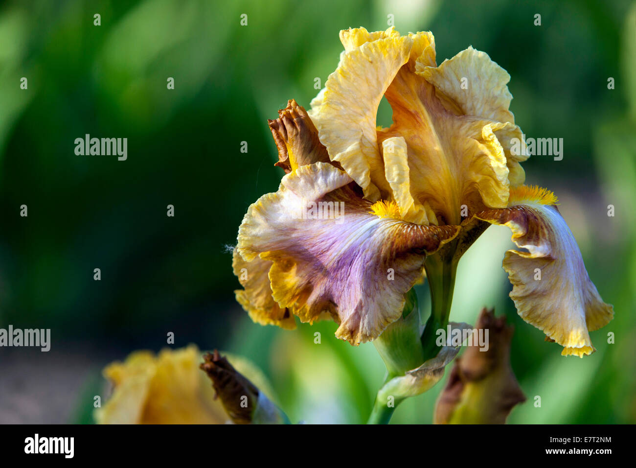 Iris alto con barba 'Evolution' Foto de stock