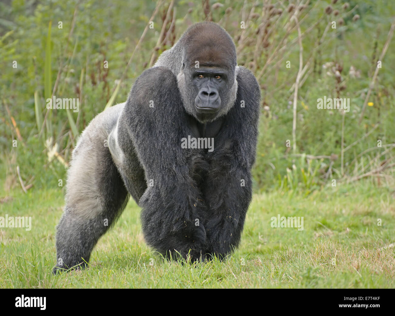 Silverback Gorila Foto de stock