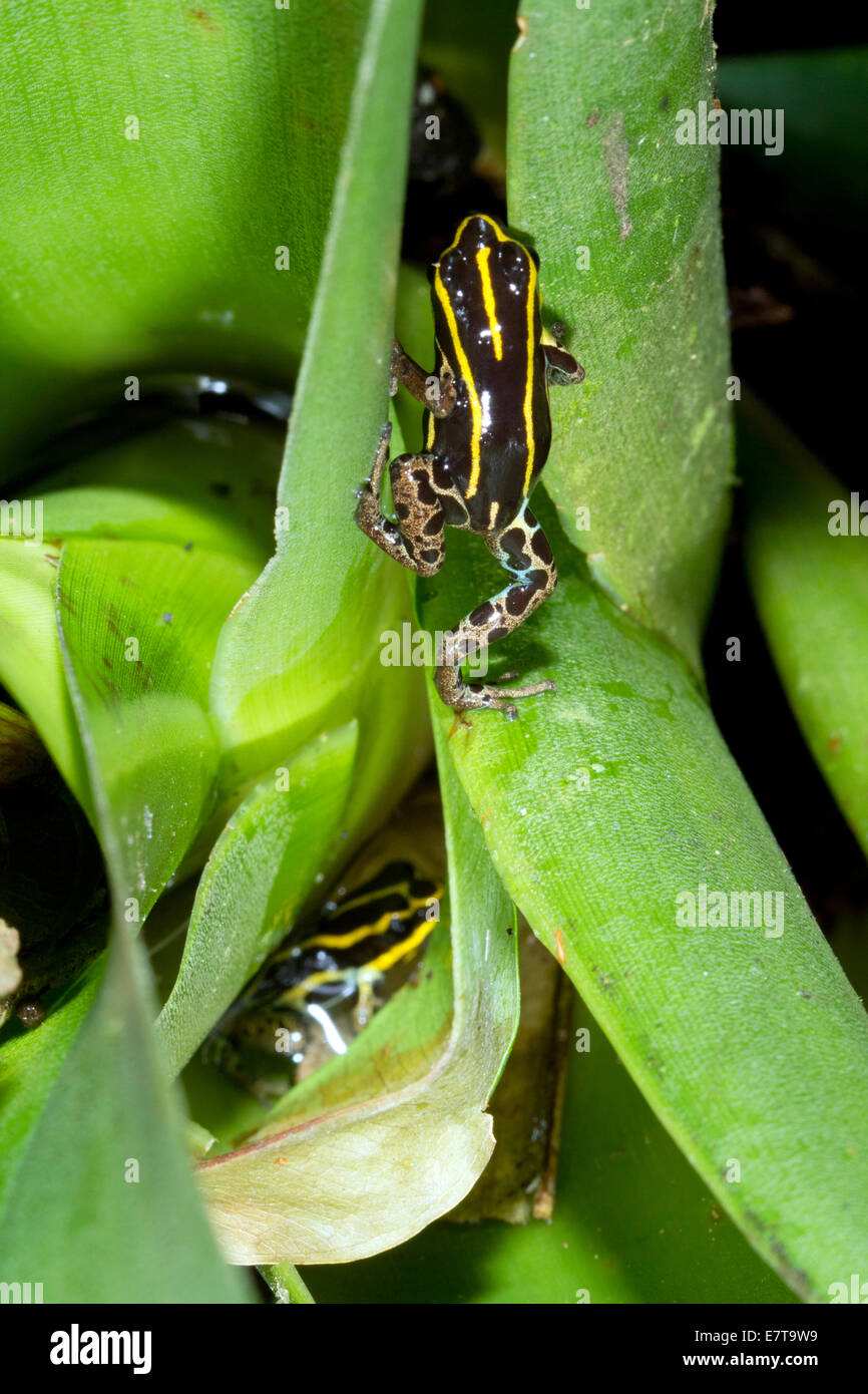 Par de ranas venenosas Variable (Ranitomeya variabilis) junto a una piscina de agua atrapada en una bromelia, Ecuador Foto de stock