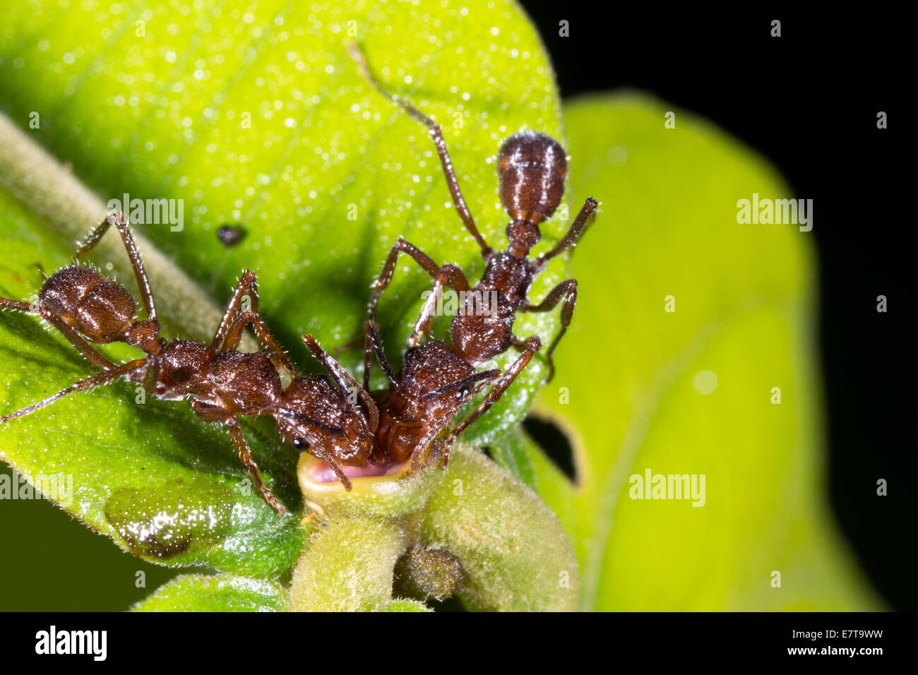 Las hormigas, recogiendo el néctar de las flores de un extra-nectarios florales de un arbusto de sotobosque en la selva, Ecuador. Foto de stock