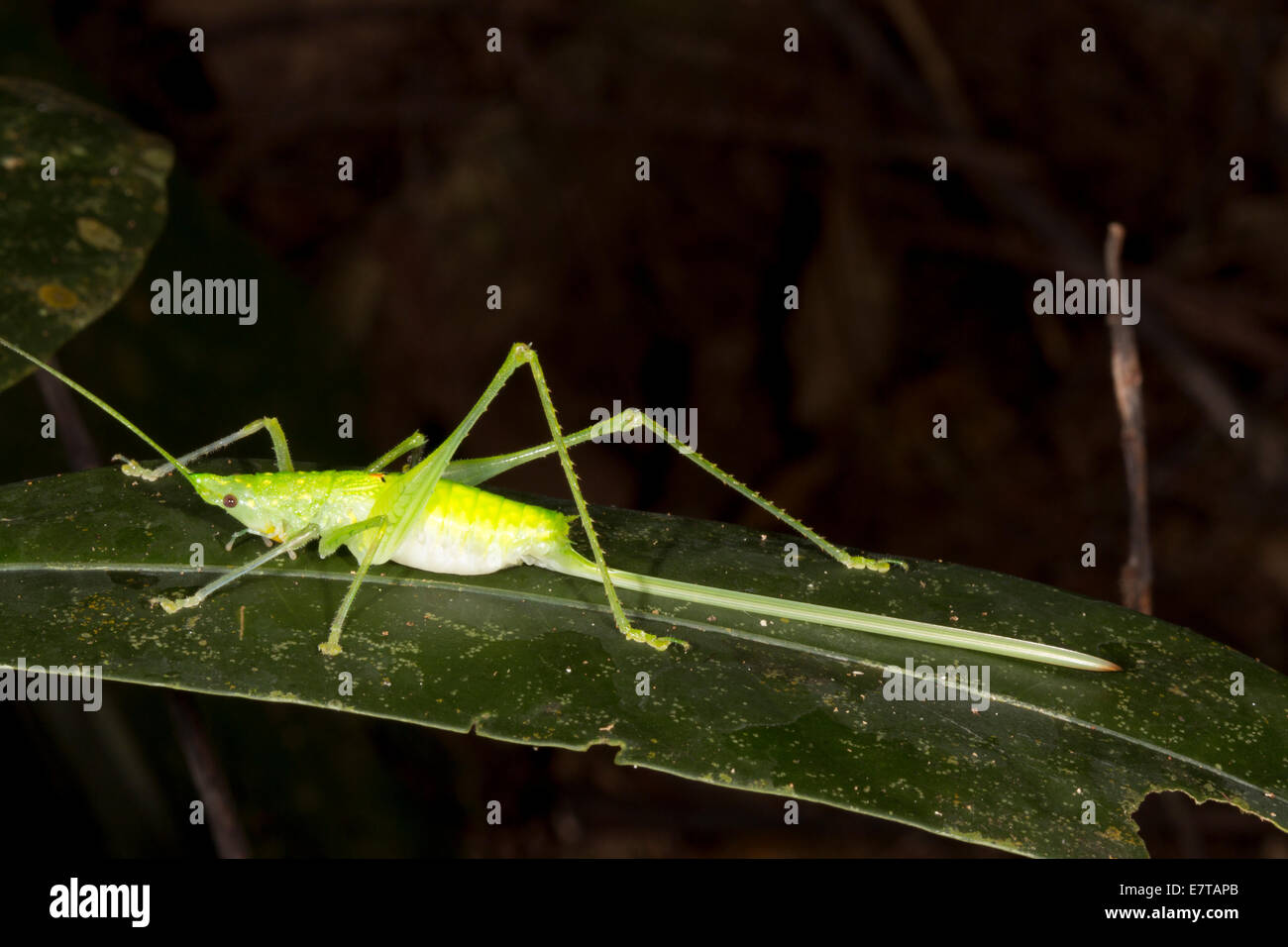 Conehead katydid insect fotografías e imágenes de alta resolución Alamy