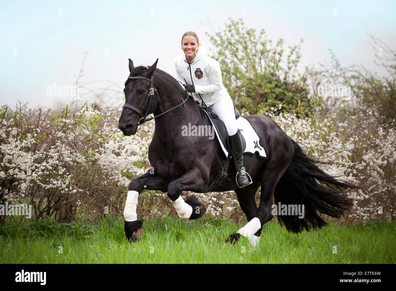 O el frisón frisón caballo semental, hembra rider cantering Foto de stock