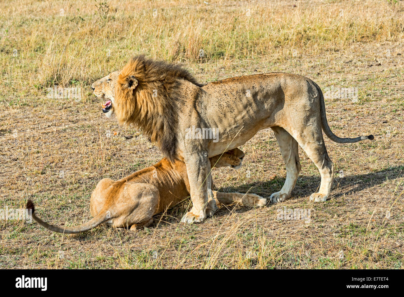 Par de leones (Panthera leo), dispuestos a aparearse, Reserva Nacional Maasai Mara, Kenia Foto de stock