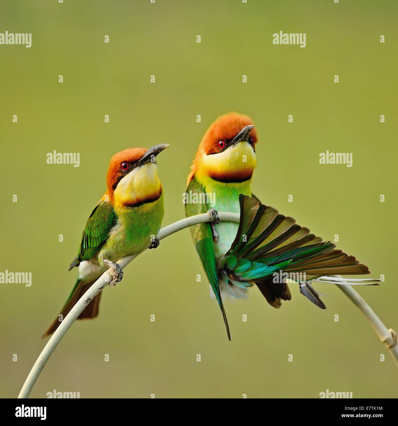 El Abejaruco coloridas aves de cabeza castaña, el abejaruco (Merops leschenaulti), sentado en una rama Foto de stock