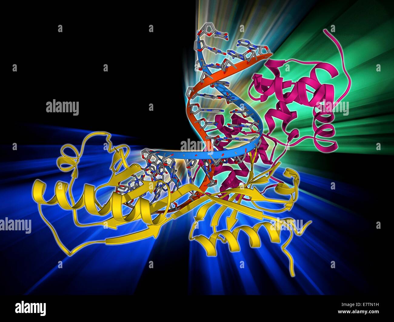 Caja TATA-binding protein complex. Mostrando un modelo molecular de  levaduras caja TATA-Binding Protein (TBP) complejado con una hebra de ADN  (ácido desoxirribonucleico, rojo y azul) y el factor de transcripción IIB.  TBP