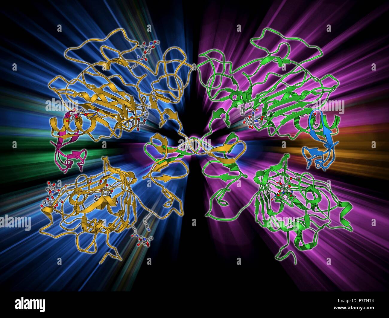 La molécula del factor de crecimiento epidérmico. Modelo molecular del