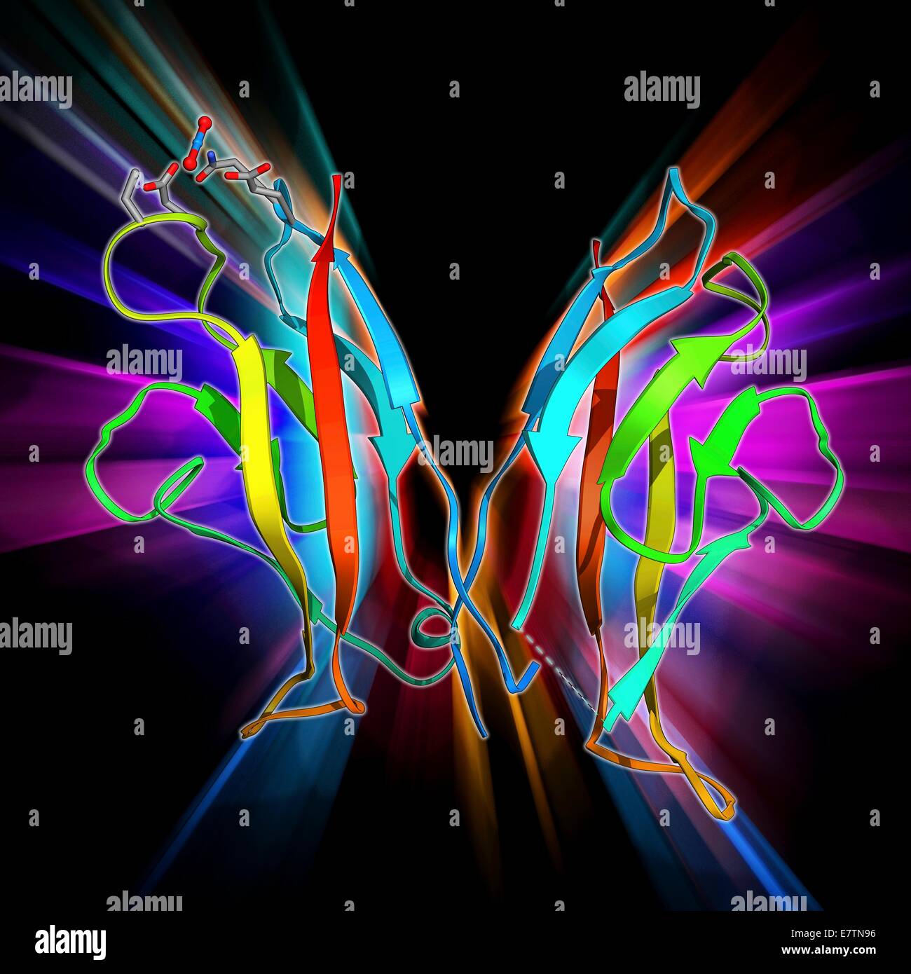 Proteínas de adhesión celular. Modelo molecular de la proteína de adhesión  celular n-cadherina (cadherina neural). Esta proteína transmembrana  facilita la adherencia entre las células Fotografía de stock - Alamy