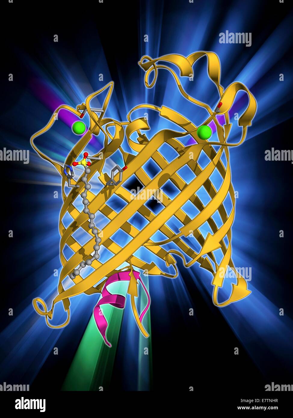 Membrana exterior fosfolipasa A. modelo molecular de la proteína de membrana integral, fosfolipasa A membrana externa de la bacteria Escherichia coli. Fosfolipasas son enzimas que catalizan la ruptura de los fosfolípidos en ácidos grasos. En E. coli phos Foto de stock