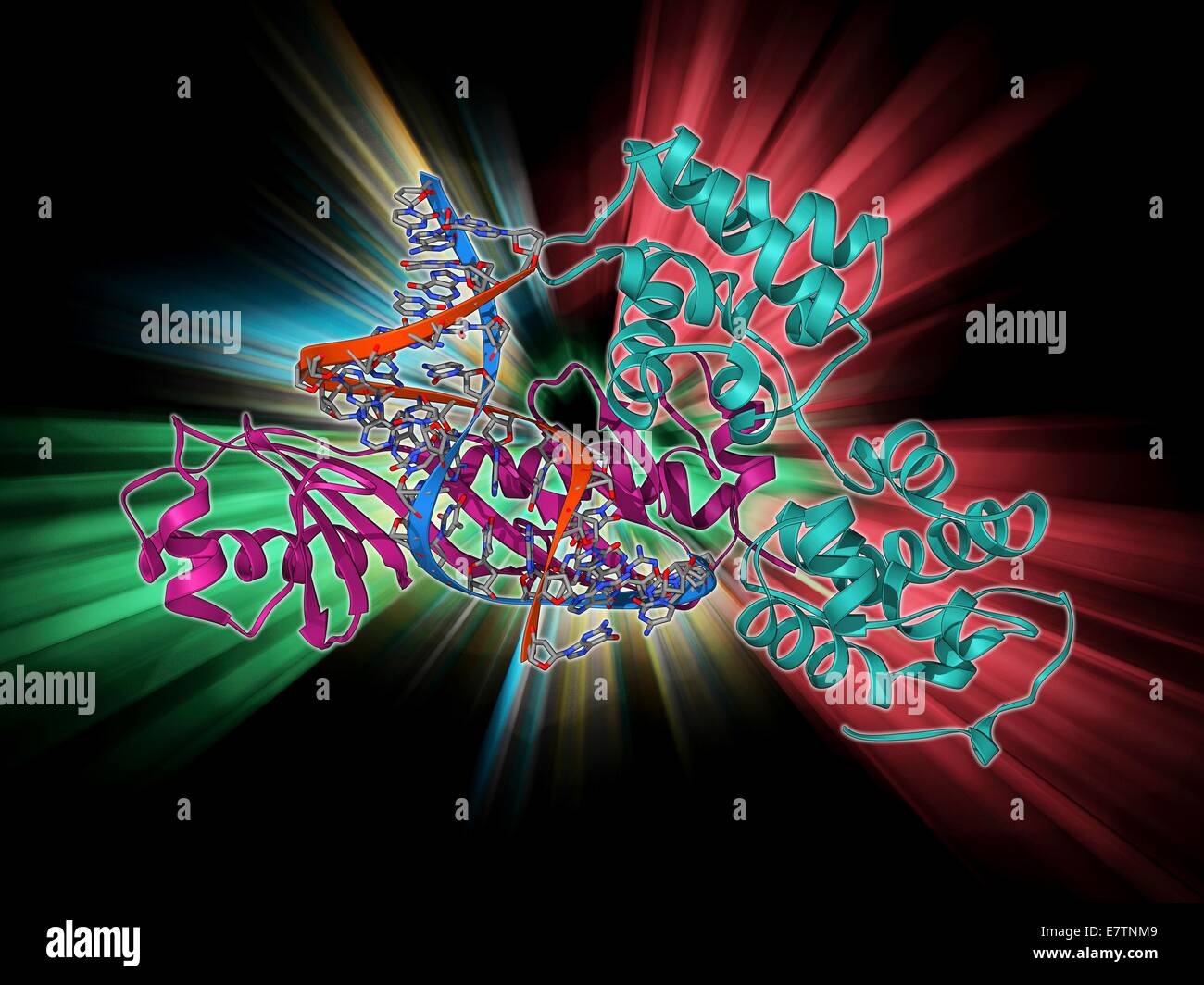 Caja TATA-binding protein complex. Mostrando un modelo molecular de  levaduras caja TATA-Binding Protein (TBP) complejado con una hebra de ADN  (ácido desoxirribonucleico, rojo y azul) y el factor de transcripción IIB.  TBP