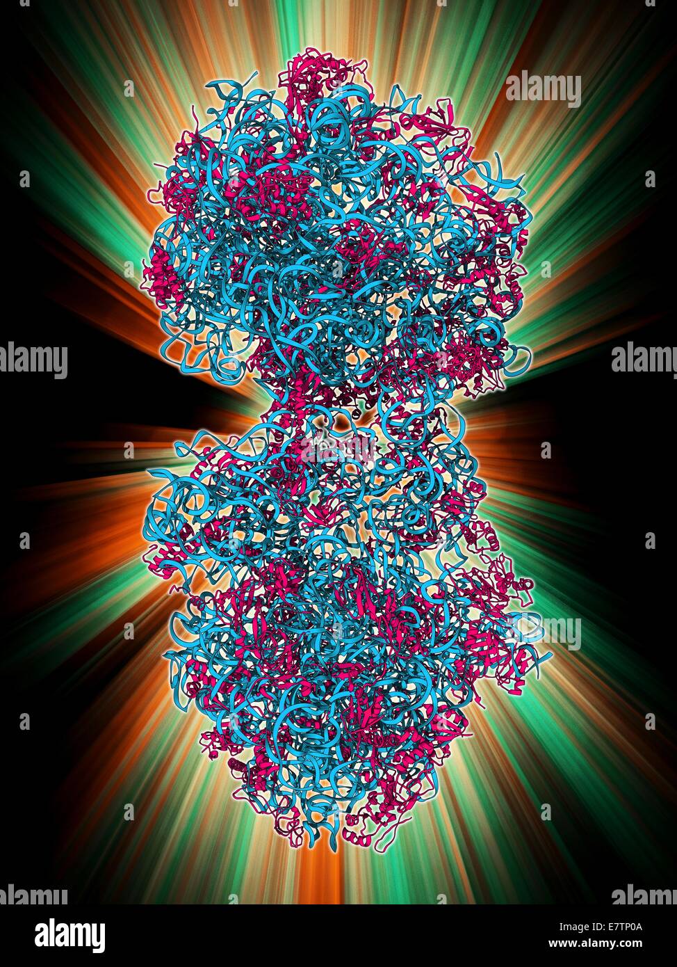 70S ribosoma, modelo molecular. Los ribosomas están compuestos de proteínas y ácido ribonucleico (ARN). En bacterias cada ribosoma consta de una pequeña subunidad (30S) y una gran subunidad (50S). Son el lugar de la traducción, el proceso de síntesis de proteínas. Foto de stock