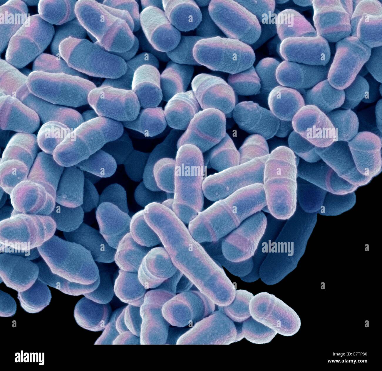 Color análisis micrografía de electrones (SEM) de la levadura Schizosaccharomyces pombe. S. pombe es un hongo unicelular que es ampliamente estudiado como un organismo modelo para la división de las células eucariotas. Es una forma de vara la levadura que crece por la elongación en sus extremos. R Foto de stock