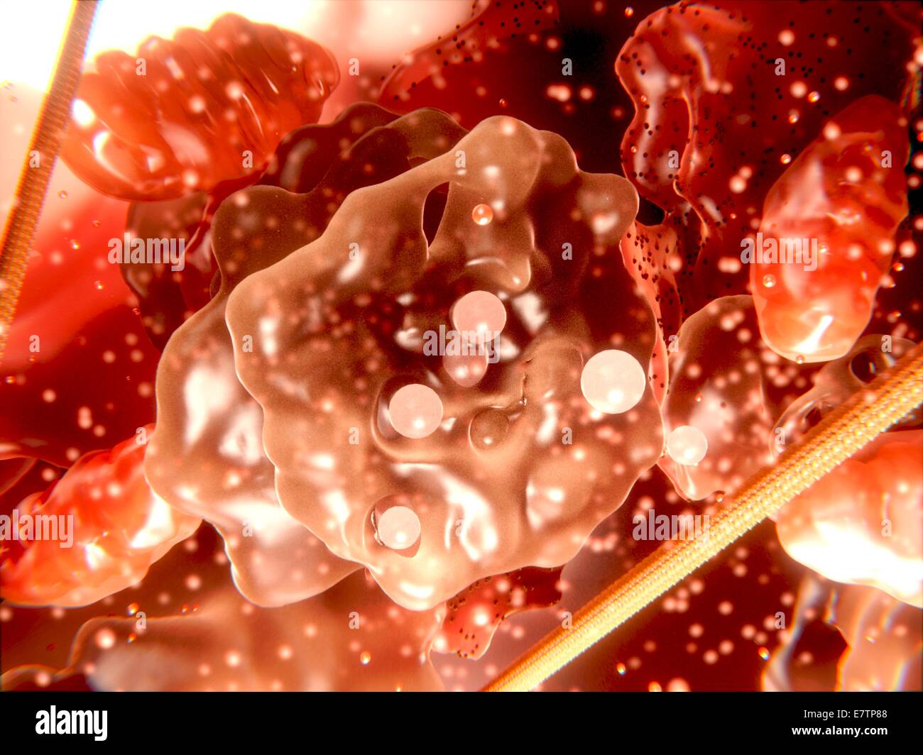 Orgánulos de una célula eucariota, equipo de ilustraciones. En el centro es un órgano de Golgi se excretan vesículas. También se ven las mitocondrias (rojo ovoides) y el retículo endoplásmico rugoso (rojo con manchas negras). Foto de stock