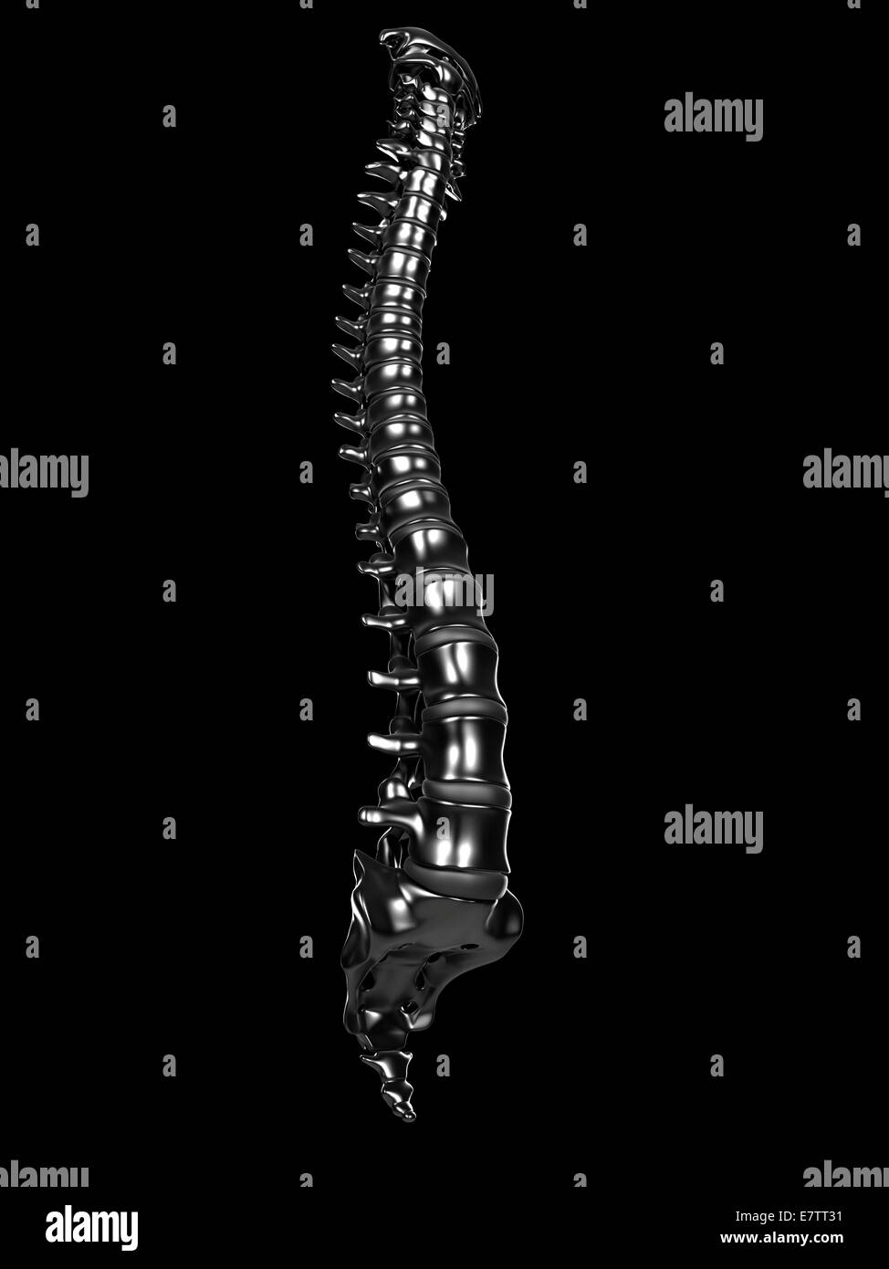 La Columna Vertebral Humana Equipo De Ilustraciones Fotografía De 5112